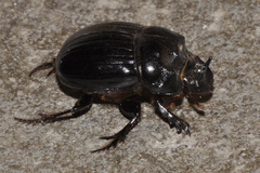 Copris lunaris