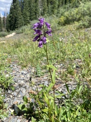 Penstemon whippleanus
