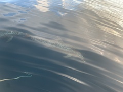 Stenella frontalis