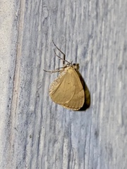Eulithis testata