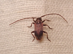 Exocentrus punctipennis