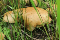 Suillus bovinus