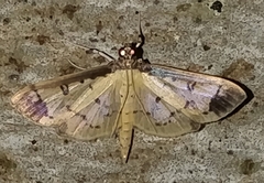 Eulepte concordalis