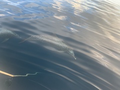 Stenella frontalis