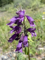 Penstemon whippleanus
