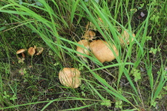 Suillus bovinus