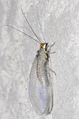 Nothochrysa fulviceps