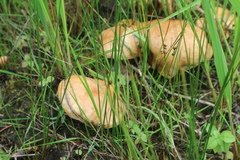 Suillus bovinus