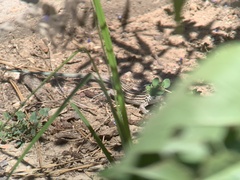 Aspidoscelis neomexicanus