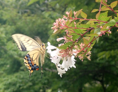 Papilio machaon hippocrates
