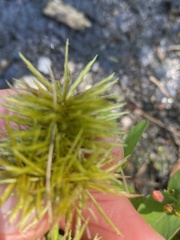 Cyperus odoratus