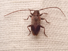 Exocentrus punctipennis