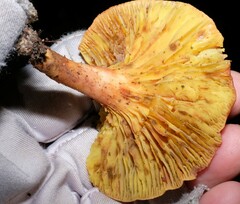 Phylloporus