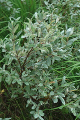 Salix lapponum