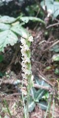 Goodyera oblongifolia