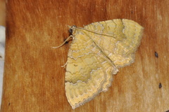 Camptogramma bilineata