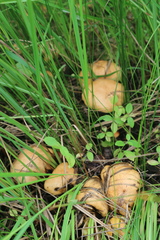 Suillus bovinus
