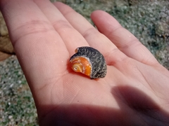 Trochoidea
