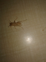 Ectobius pallidus