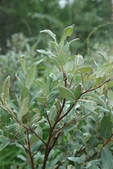 Salix lapponum