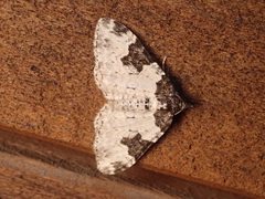 Xanthorhoe fluctuata