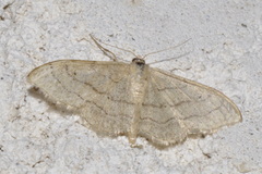 Idaea aversata