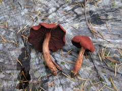 Cortinarius sanguineus