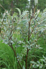Salix lapponum