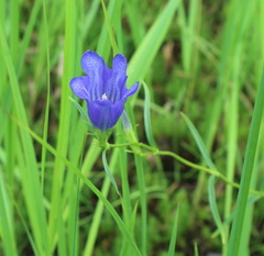 Gentiana pneumonanthe