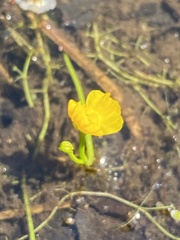 Utricularia gibba