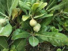 Pittosporum