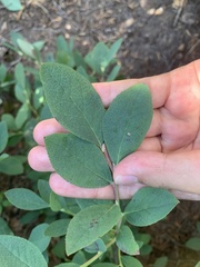 Ericaceae