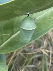 Danaus