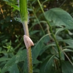 Coelostathma discopunctana