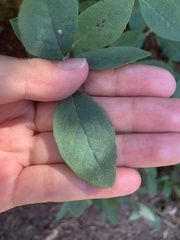 Ericaceae