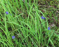 Gentiana pneumonanthe