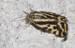 Acontia trabealis