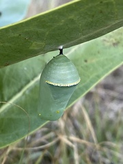 Danaus