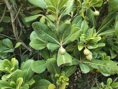 Pittosporum