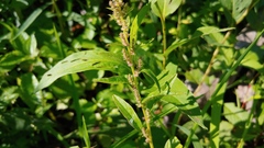 Amaranthus tuberculatus