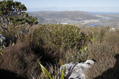 Liparia splendens splendens