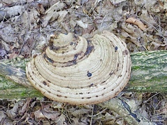 Ganoderma megaloma