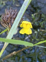 Utricularia gibba