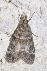 Eudonia mercurella