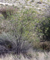 Prosopis glandulosa