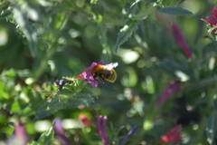 Bombus pascuorum
