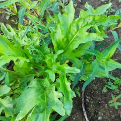 Tephroseris palustris