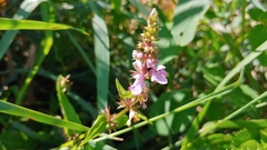 Stachys hispida