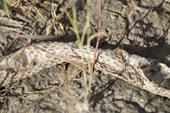 Crotalus viridis
