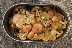 Suillus bovinus